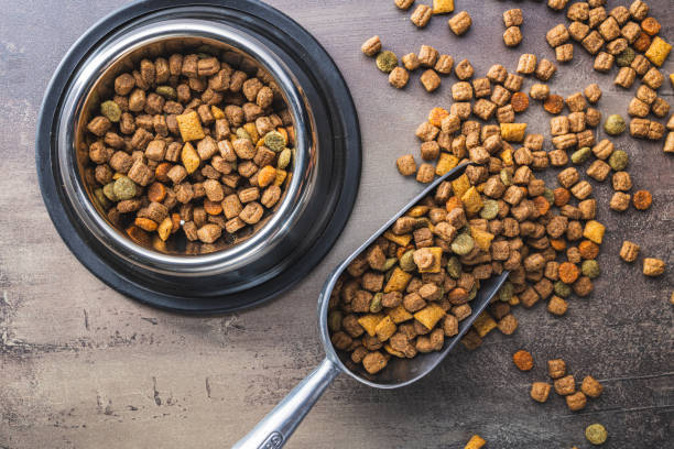 How to Properly Switch Dog Food: Tips and Potential Issues.